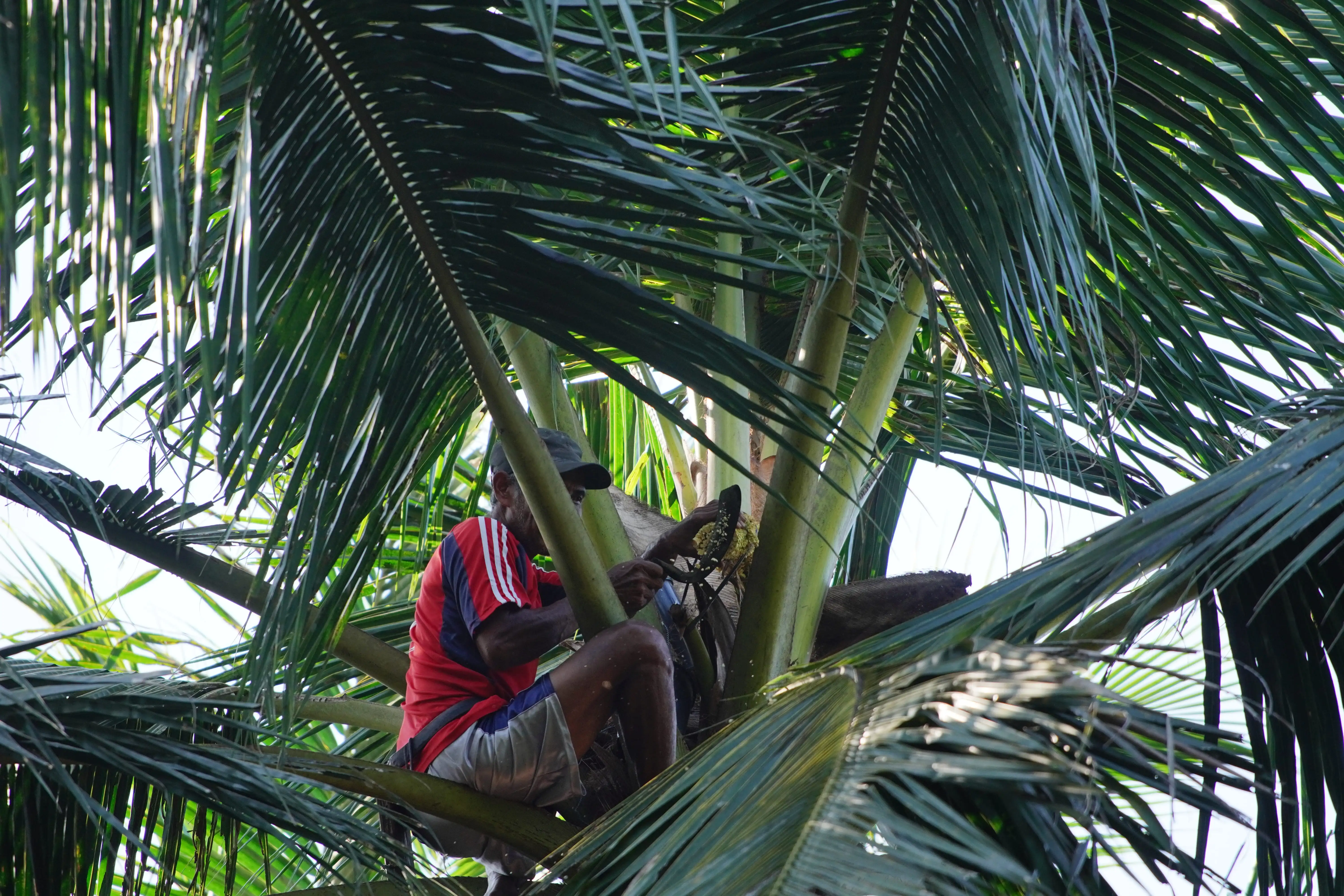 Farmer collecting nira